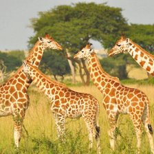 Схема вышивки «жирафы»