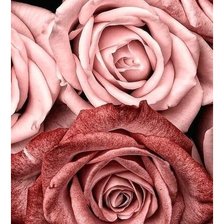 Оригинал схемы вышивки «Розы» (№2277652)