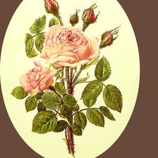 Оригинал схемы вышивки «Серия "Цветы". Розы» (№2277666)