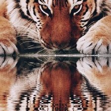 Схема вышивки «Тигр. Отражение»