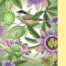 Схема вышивки «Серия "Флора и фауна". Птичка в пассифлорах»