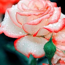 Схема вышивки «Красавица роза»