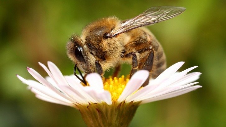 Пчелка на ромашке - ромашка, пчела, цветы, насекомые - оригинал