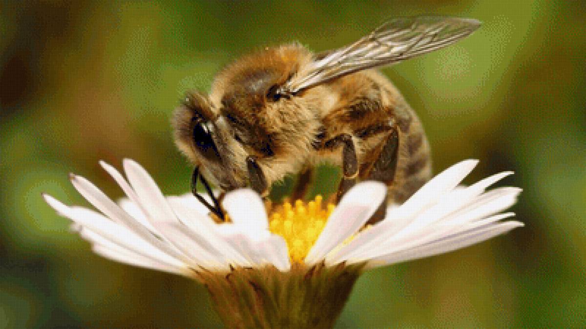 Пчелка на ромашке - насекомые, ромашка, цветы, пчела - предпросмотр