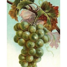 Оригинал схемы вышивки «виноград» (№2301025)