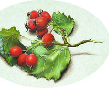 Оригинал схемы вышивки «серия "Фруктово-ягодная"» (№2315691)
