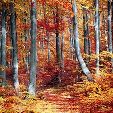 Оригинал схемы вышивки «Осень в лесу.» (№2320110)