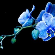Оригинал схемы вышивки «Королевская синяя орхидея» (№2322963)