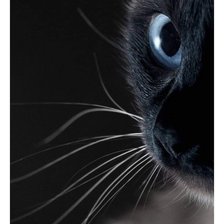 Оригинал схемы вышивки «черный кот» (№2330187)