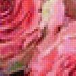 Предпросмотр схемы вышивки «розы» (№2336295)
