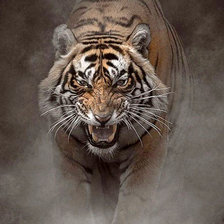 Схема вышивки «тигр в тумане»