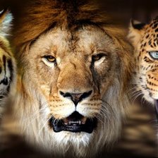 Схема вышивки «Тигр, лев и леопард»