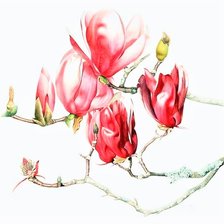 Схема вышивки «Magnolia - australian flowers»