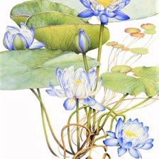 Схема вышивки «Blue Lotus- australian flowers»