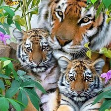 Схема вышивки «Тигриное семейство»