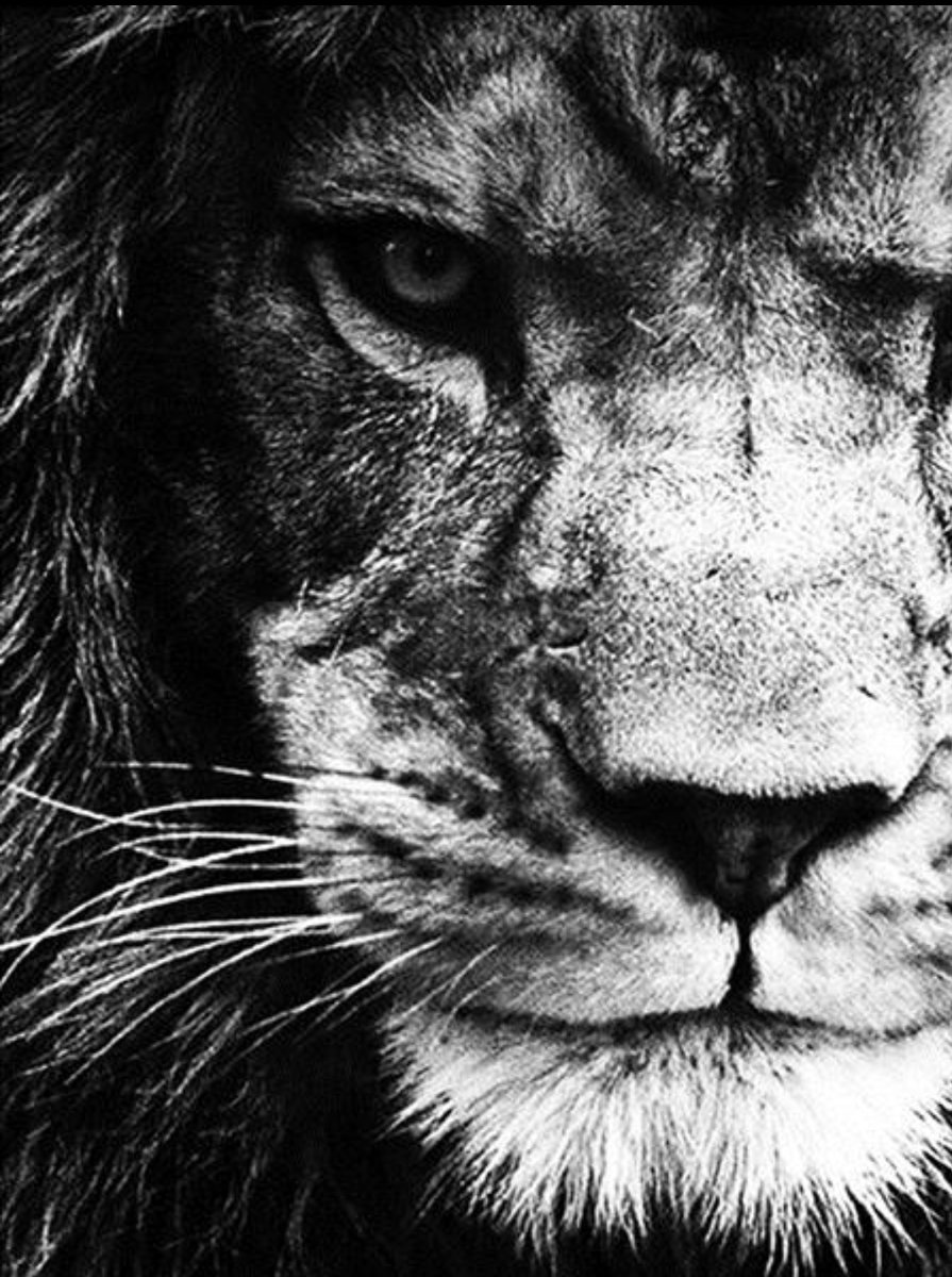 Лев (монохром) - лев, черно-белый, хищник, взгляд, монохром - оригинал