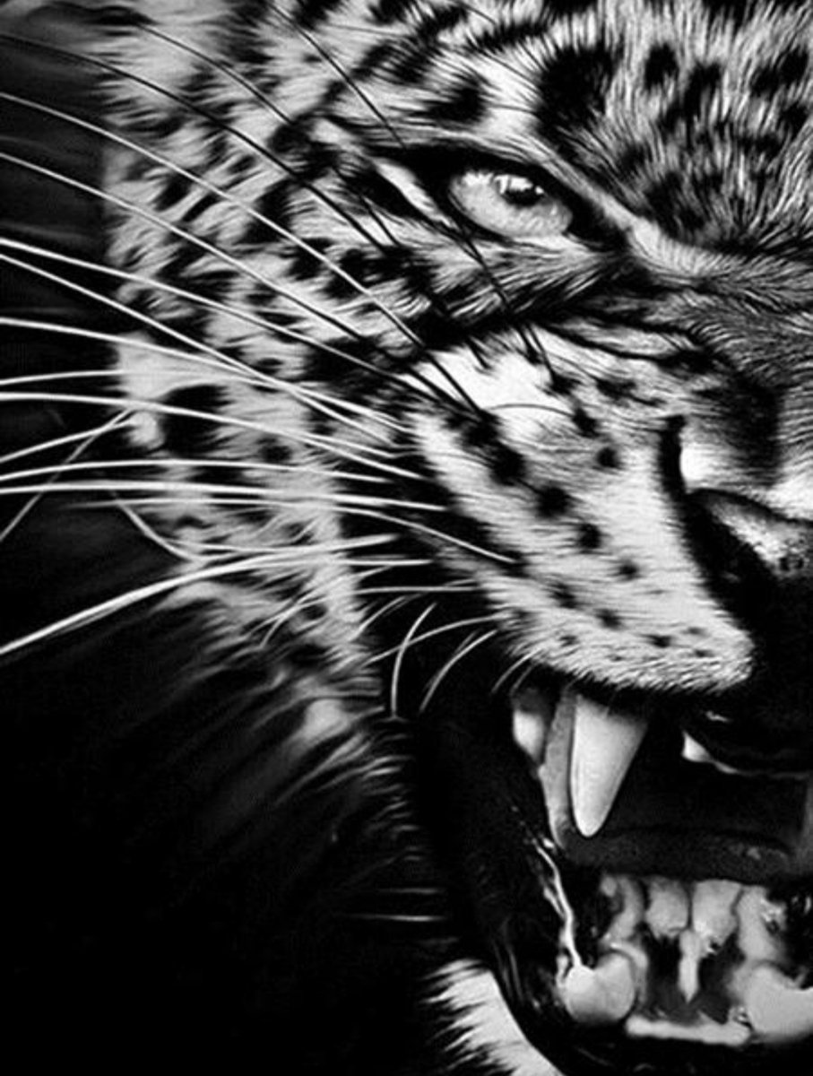 Леопард (монохром) - монохром, черно-белый, оскал, хищник, леопард, взгляд - оригинал