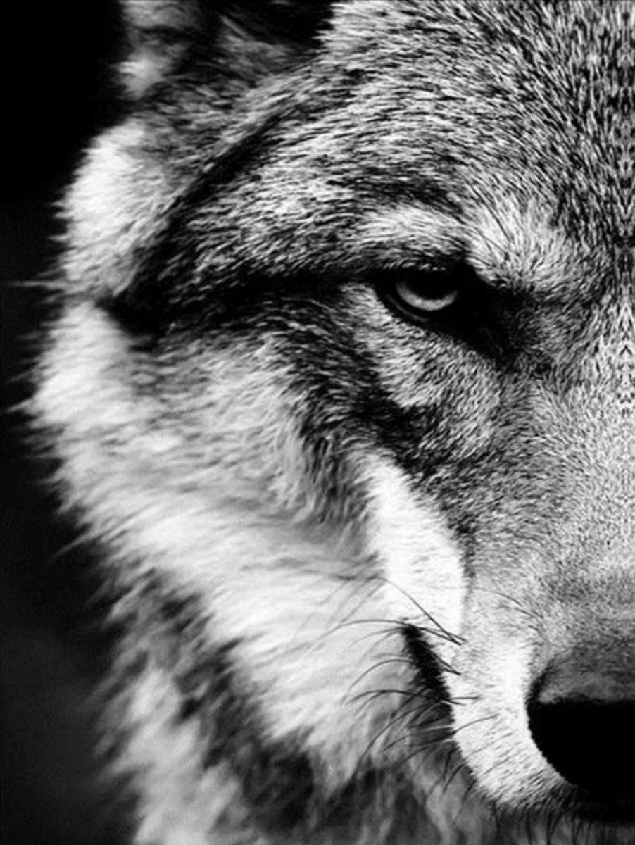 Волк (монохром) - черно-белый, взгяд, монохром, волк, хищник - оригинал
