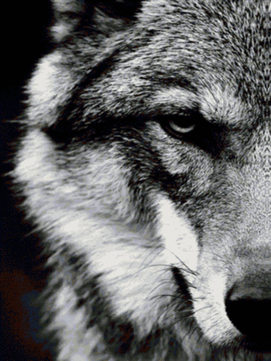 Волк (монохром) - черно-белый, монохром, хищник, взгяд, волк - предпросмотр