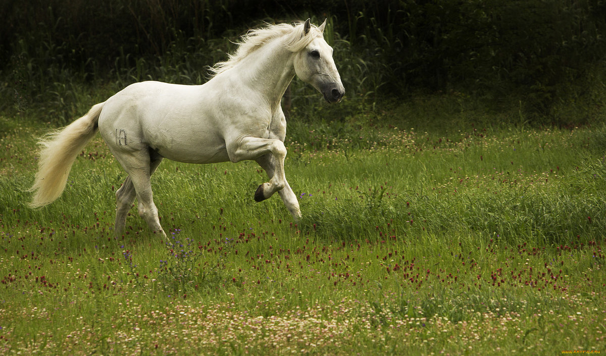 лошадь липпицианская - животные, лошадь, конь - оригинал