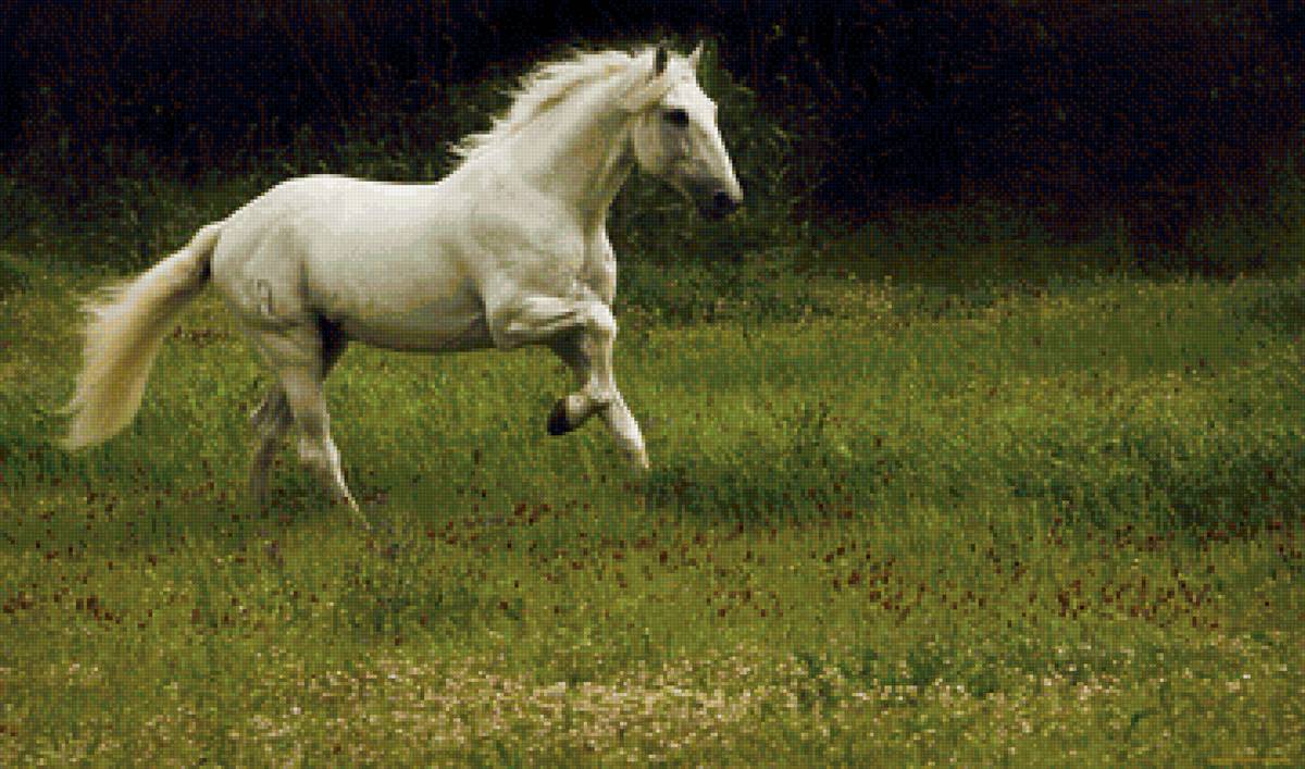 лошадь липпицианская - животные, конь, лошадь - предпросмотр