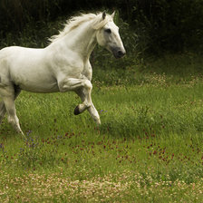 лошадь липпицианская