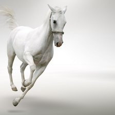 Схема вышивки «белая лошадь на белом фоне»