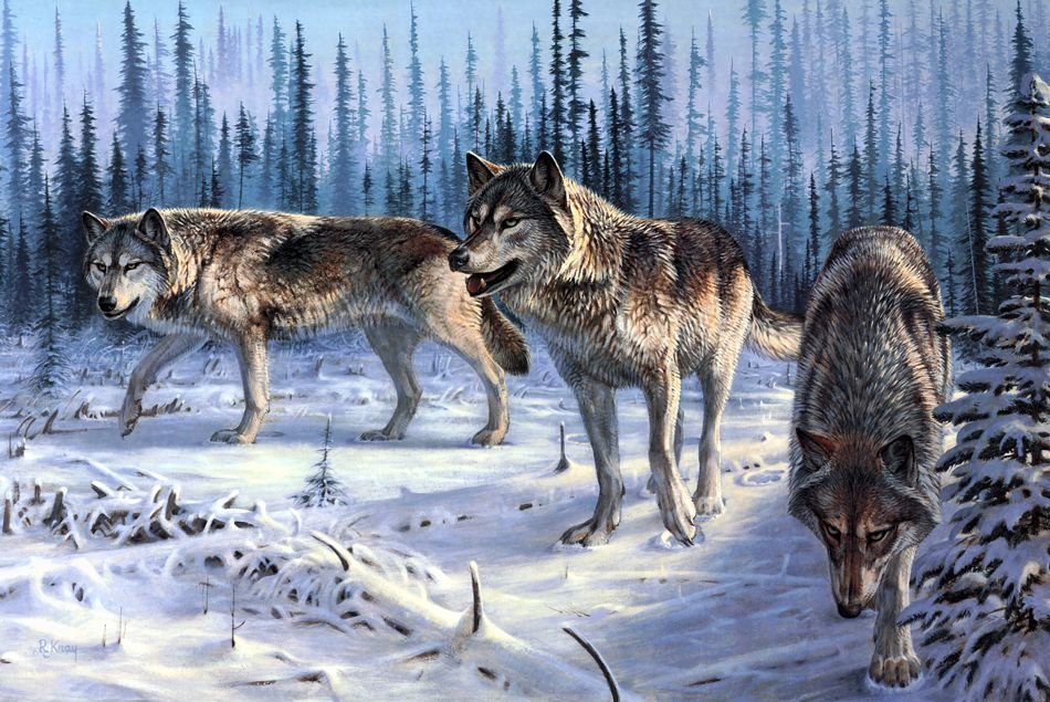 Художник-анималист Даниэль Смит волки - волки, картина, зима - оригинал