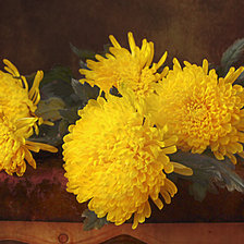 Схема вышивки «Желтые хризантемы»