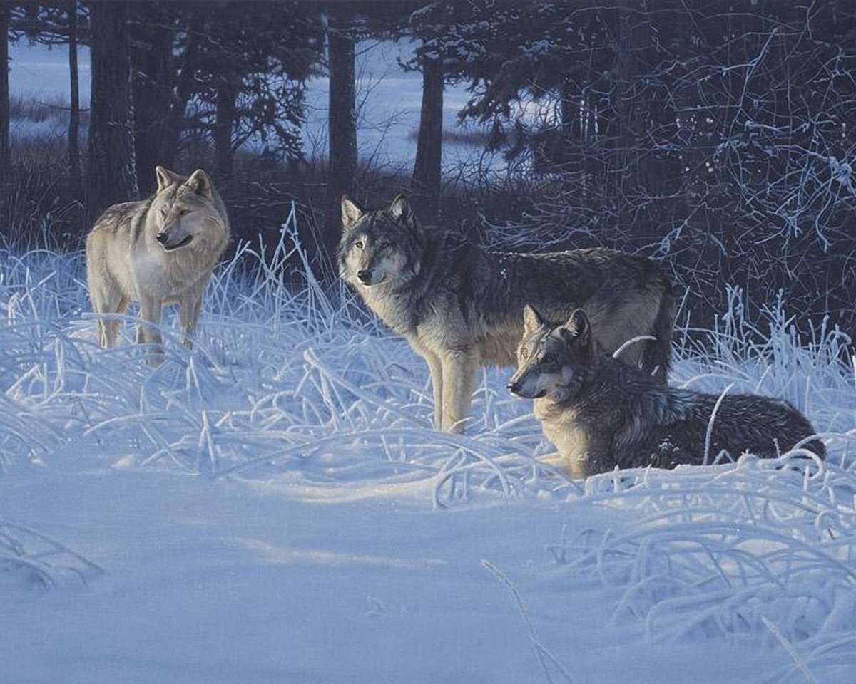 Картина волки в зимнем лесу - картина, волки, зимний лес - оригинал