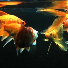 Авторское фото в Аквариуме Днепра Аквариум рыбки