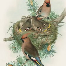 Схема вышивки «família de  pássaros»
