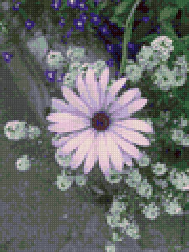 Сиреневая ромашка мадейра - ромашка, цветы - предпросмотр