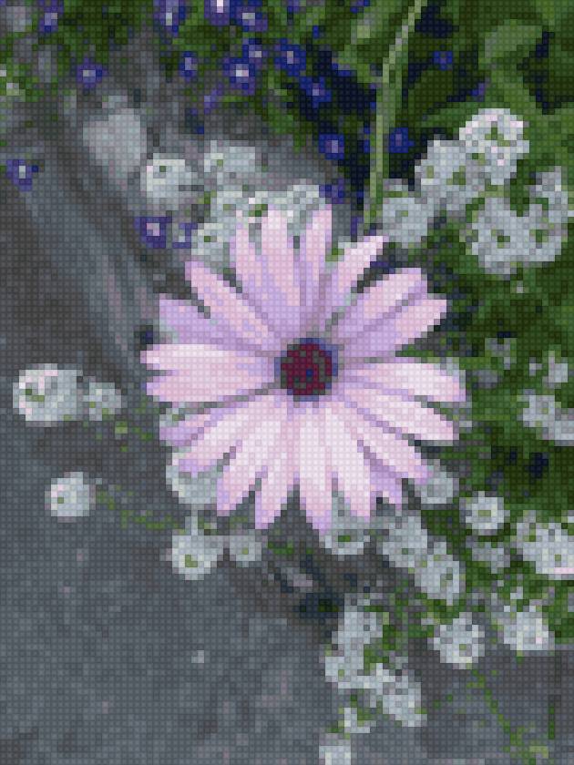 Сиреневая ромашка Гамма - цветы, ромашка - предпросмотр