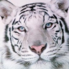 Оригинал схемы вышивки «Тигр белый» (№2394412)