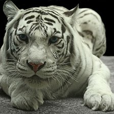Оригинал схемы вышивки «Белый тигр» (№2394415)