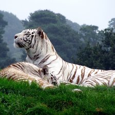Оригинал схемы вышивки «Белые тигры» (№2404179)