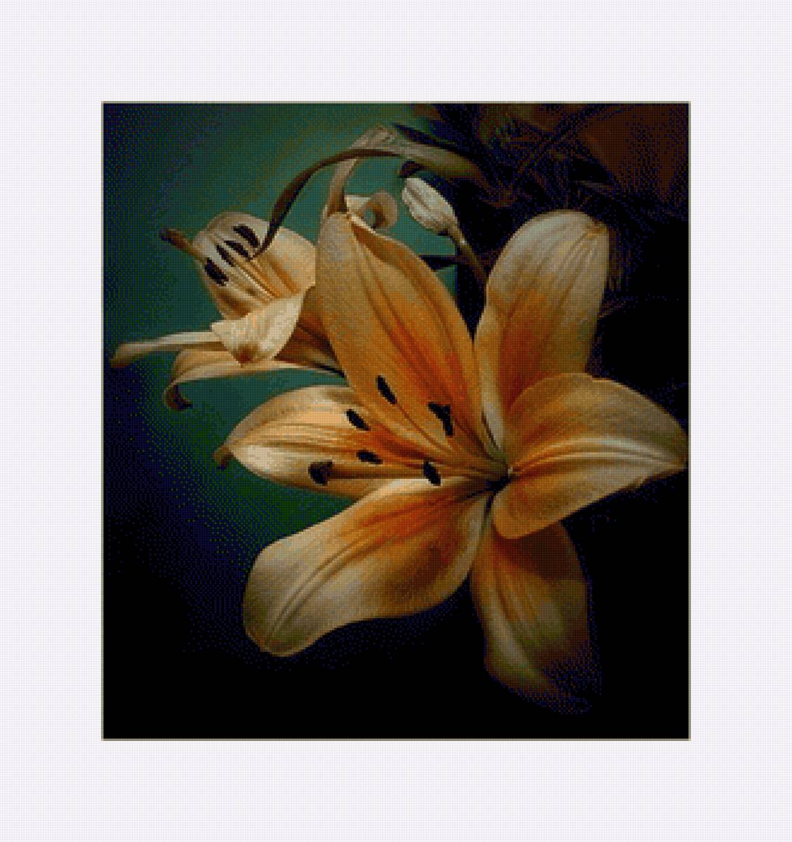 Лилия - натюрморт, лилия, цветы - предпросмотр