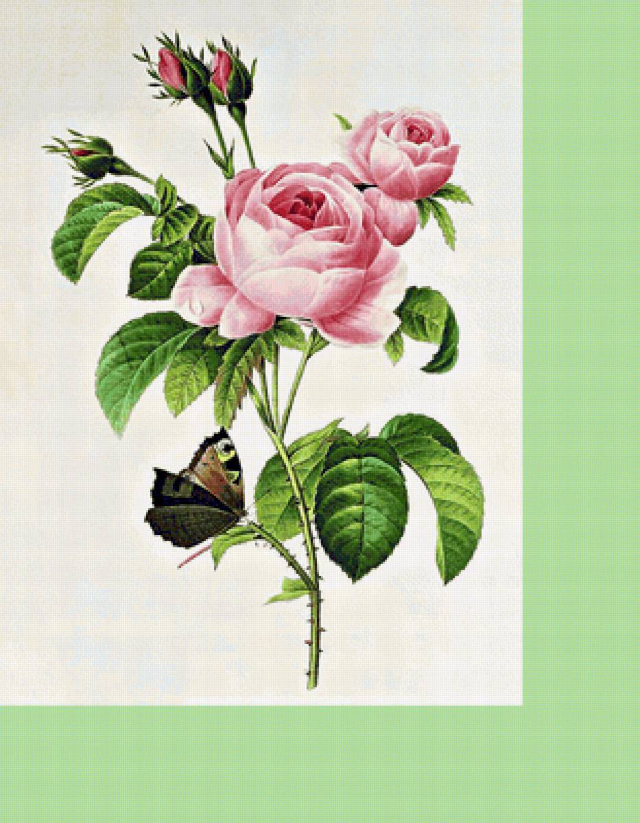 Серия "Розы" - розы, цветы, бабочка, флора - предпросмотр