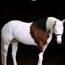 Схема вышивки «Лошадь под луной»