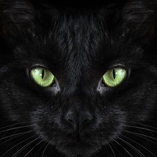 Схема вышивки «эти глаза напротив - кот»