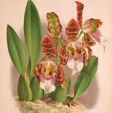 Схема вышивки «Orquídeas»
