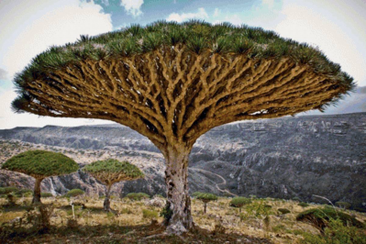 Драконовое дерево - дерево, природа, африка - предпросмотр