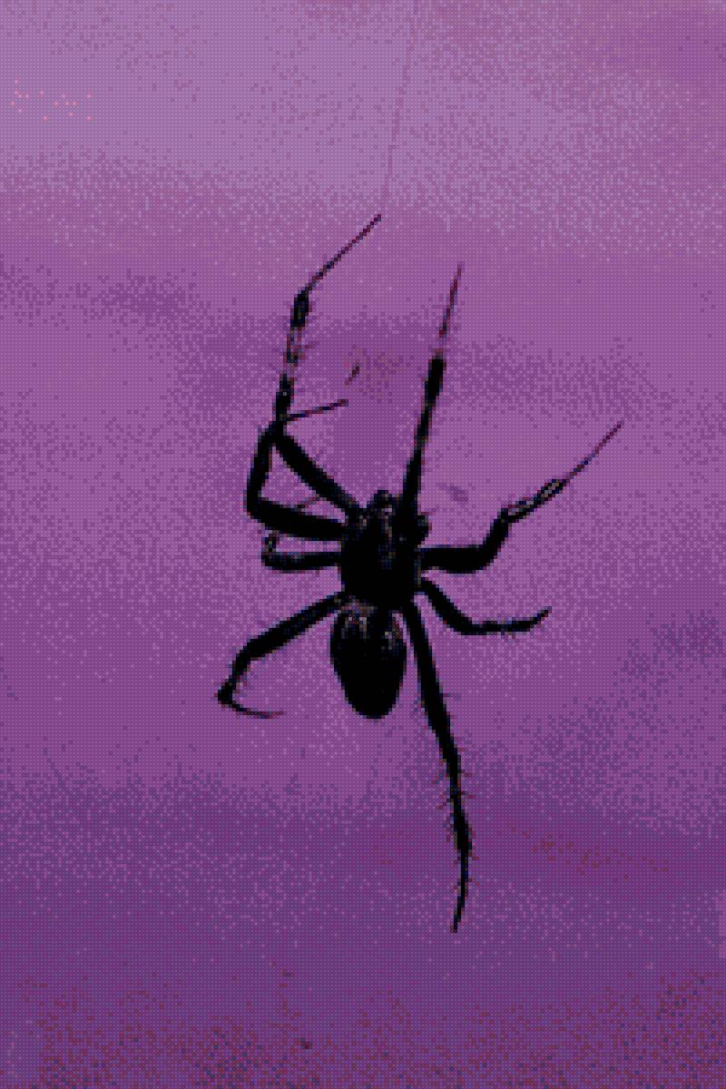 Паук - фон, фиолетовый, паук, насекомое - предпросмотр