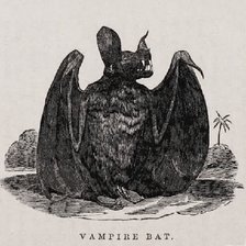 Оригинал схемы вышивки «Летучая мышь-вампир» (№2441287)