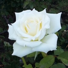 Оригинал схемы вышивки «Белая роза» (№2443090)