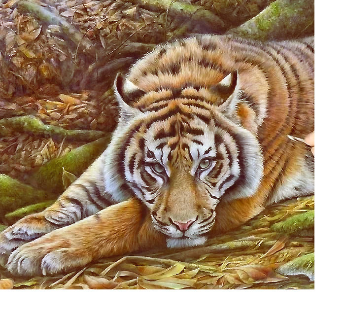 Серия "Хищники" - тигр, животные, хищники - оригинал