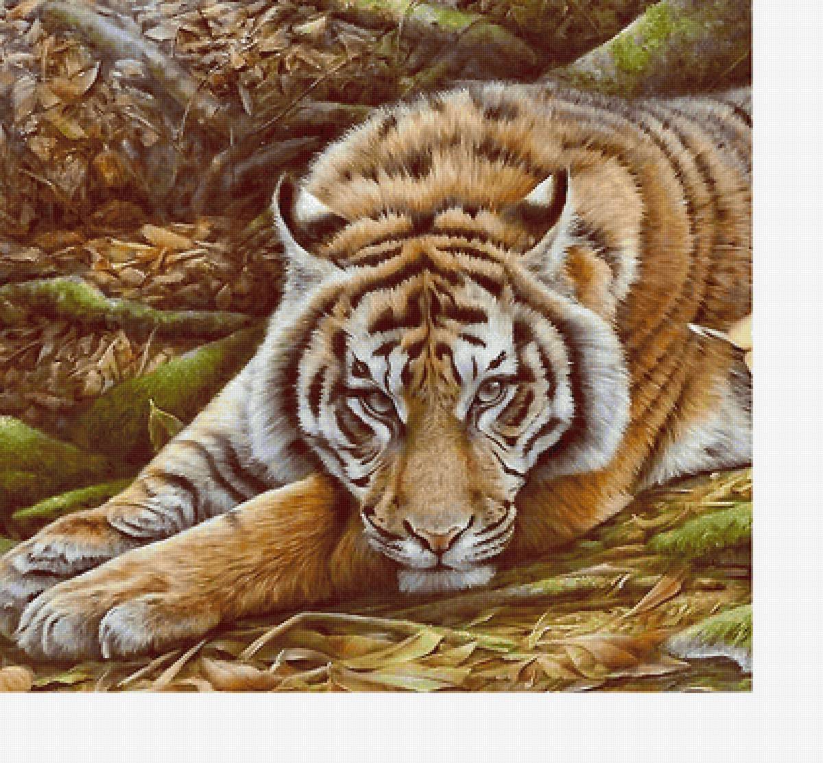 Серия "Хищники" - животные, тигр, хищники - предпросмотр