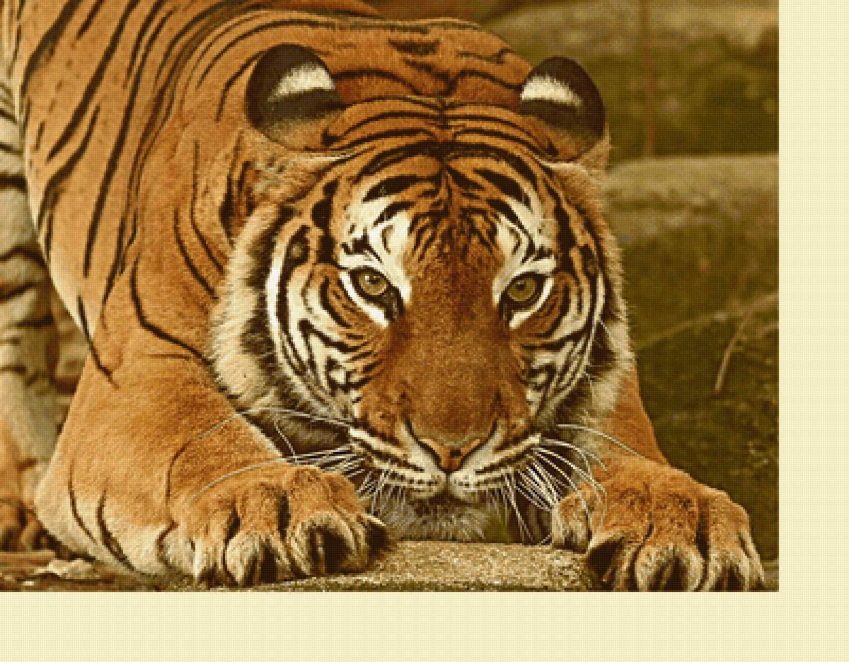 Серия "Хищники" - хищники, животные, тигр - предпросмотр