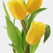Оригинал схемы вышивки «tulipanes 2» (№2449171)